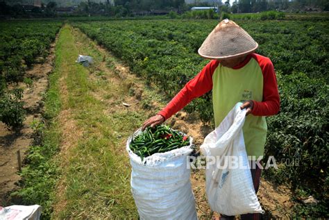 Harga Cabai Rawit Di Lampung Tembus Rp 78 Ribu Per Kg Republika Online