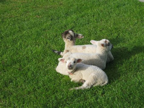 Pet Lambs Having A Morning Cuddle On The Farm Morning Cuddles Pets