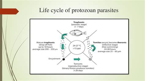 Life Cycle Of Protozoan Parasites