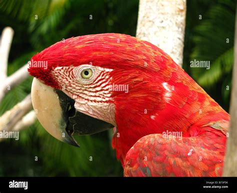 Psittaciforme Order Hi Res Stock Photography And Images Alamy