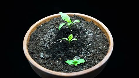 Growing Red Bell Pepper Time Lapse K Youtube