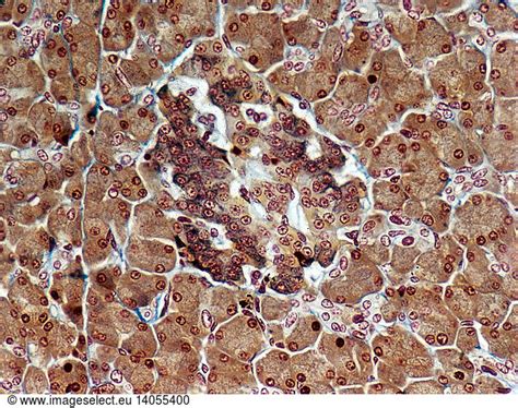 Islets Of Langerhans Islets Of Langerhans LM Alpha Beta Endocrine