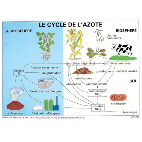 Poster Le Cycle De L Azote Pierron