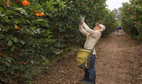 ProCitrus Perú exportaría 270 mil toneladas de cítricos en la campaña