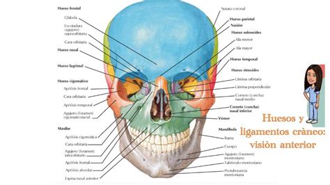 Huesos Y Ligamentos Cráneo Visión Anterior Alma Morales Udocz