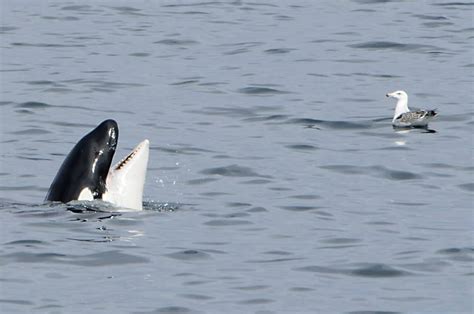 “Orcas” or “Killer Whales”? – Orca Guardians Iceland