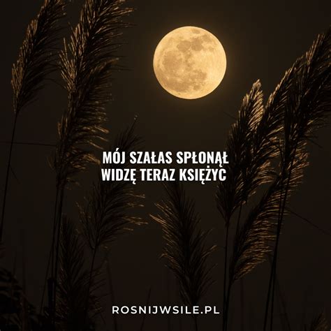 Mój szałas spłonął widzę teraz księżyc rosnijwsile blog rozwój