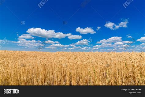 Golden Wheat Field