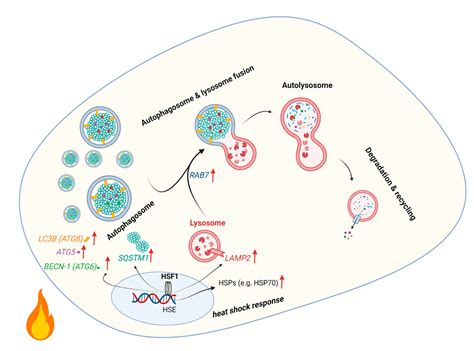 Cells Free Full Text Hormetic Heat Shock Enhances Autophagy Through