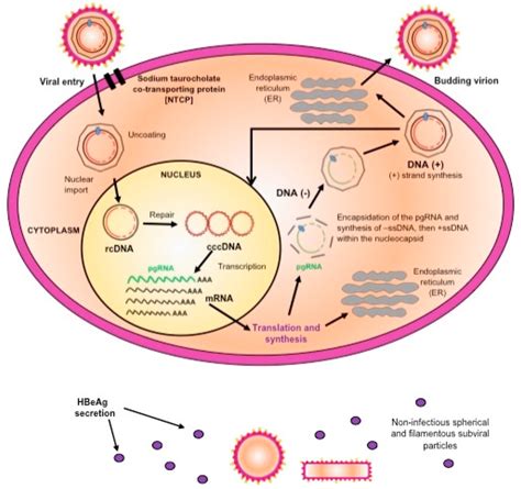 A Schematic Representation Of The Replication Cycle Of Hepatitis B Download Scientific Diagram