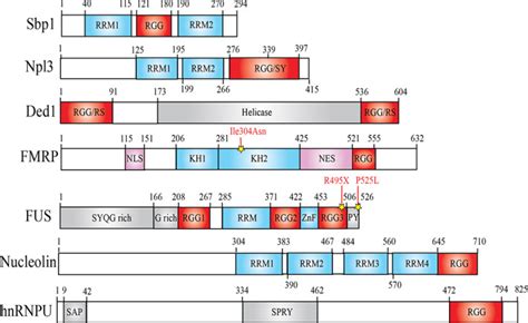 The Rgg Motif Proteins Interactions Functions And Regulations Pmc