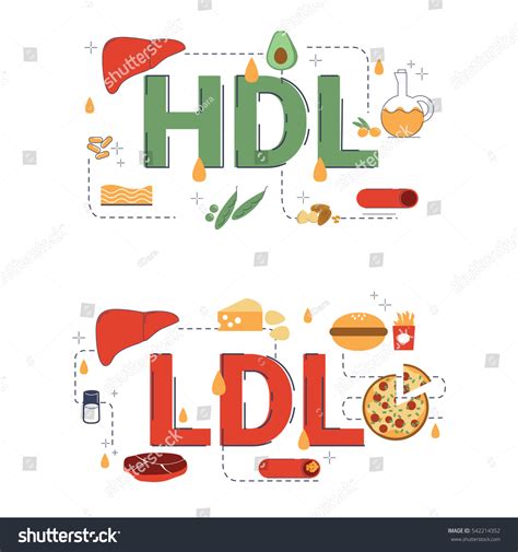 Hdl Ldl Word Vector Illustration Flat Stock Vector Royalty Free 542214352