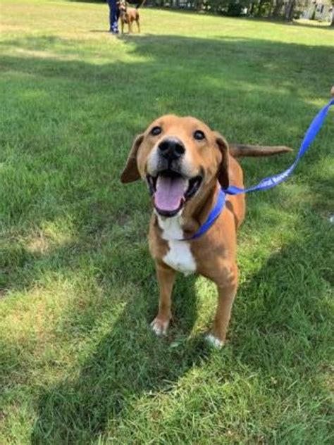 Pet Project 2020: Pets available for adoption in Massachusetts on July