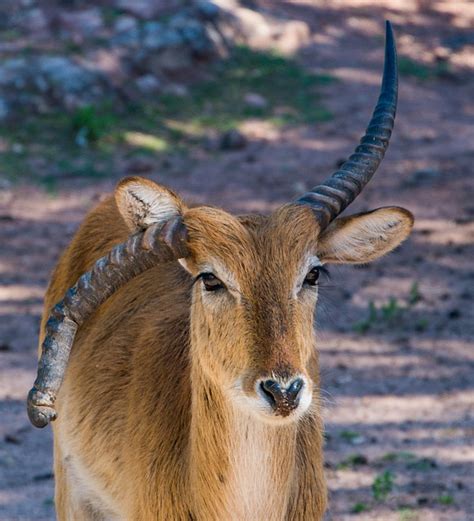 Antilope Gazelle Tier Das Kostenloses Foto Auf Pixabay Pixabay