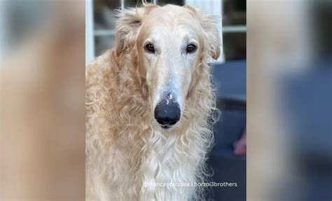 All 31 Borzoi Colors That Will Blow Your Mind (With Pictures)