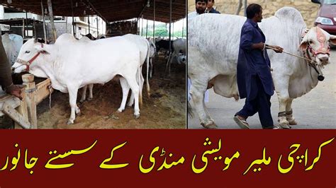 Malir Maweshi Mandi 2023 Karachi Malir Mandi Malir Cattle Mandi