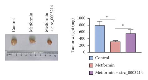 Metformin Inhibited Tumor Growth In Vivo By Regulating The