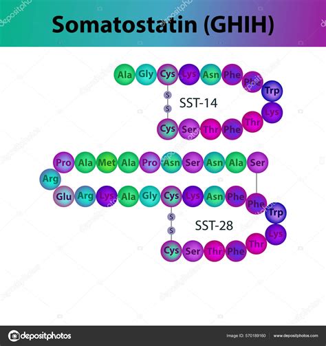 Somatostatina Ghih Hormona P Ptido Estructura Primaria Secuencia