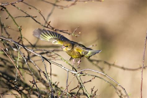 Greenfinch Montrose Basin Species Database