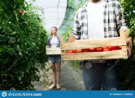 Pares Felizes Novos Que Cultivam Vegetais Na Estufa Imagem De Stock