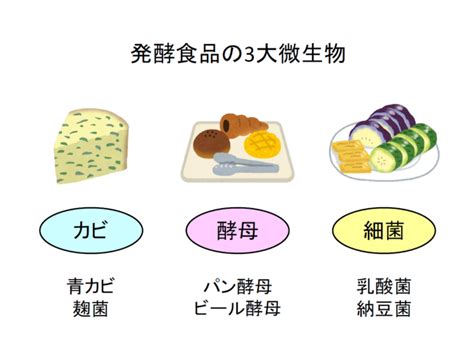 発酵食品と微生物の関係 65才からの挑戦