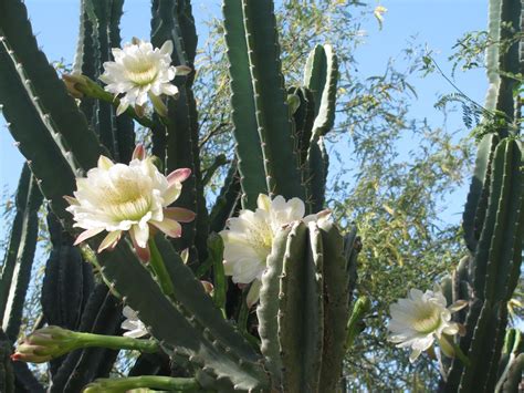 Night Blooming Cereus | Идеи посадки растений, Суккуленты, Растения