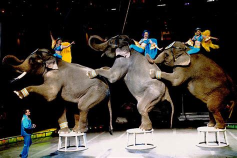 Shriner Circus Learns Lesson, Brings Preforming Animals Back - CavalryGroupNewswire.com