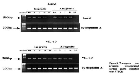 Transgene Expression Intransduced Cardiac Grafts Detected With Rt Pcr