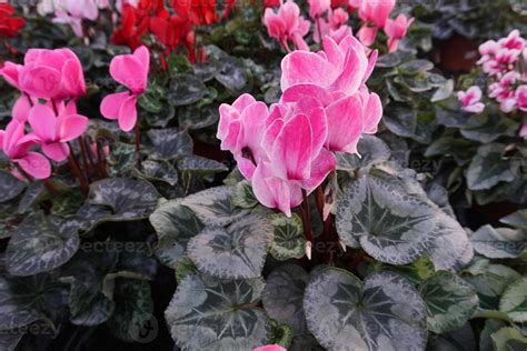 Cyclamen flower Multi colors 19083553 Stock Photo at Vecteezy