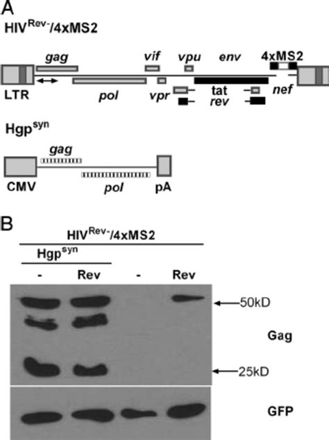 Rev Enhances Packaging Of Hiv 1 Genomic Rna Unspliced Hiv 1 Rna Copy