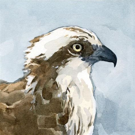 Osprey Watercolor Painting Print Coastal Bird Wall Art Print Etsy