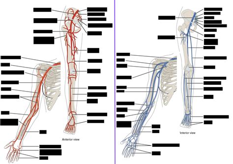 Biol L Arteries And Veins Of Arm And Leg Diagram Quizlet