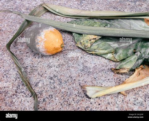 Rotten Lemon Green Onion And Cabbage On The Grey Table Still Life