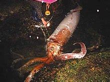 Giant squid - Wikipedia