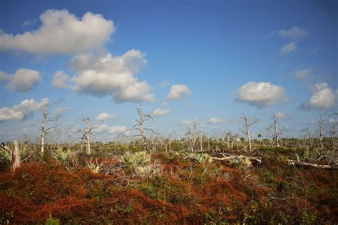 Blowing Rocks Preserve – Imagine Our Florida, Inc