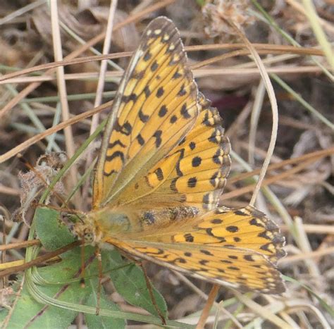 Photo Dark Green Fritillary Speyeria Aglaja Observation Org