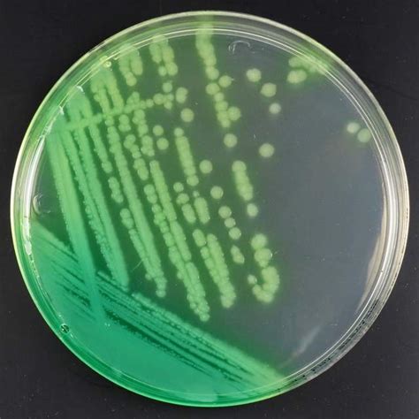 中国药典版菌株鉴定验证方法、图谱及所用试剂列表