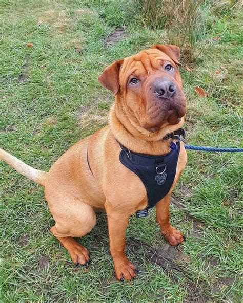 37 Interesting Shar Pei Mixes You Must See With Pictures