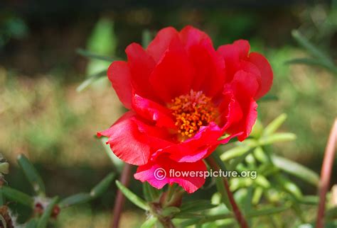 Portulaca grandiflora varieties