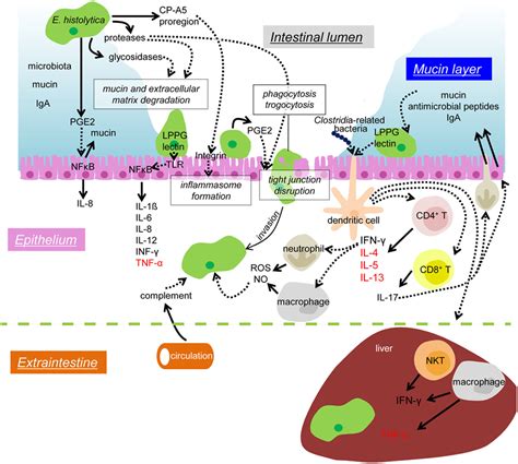 Frontiers Immune Response Of Amebiasis And Immune Evasion By Entamoeba Histolytica