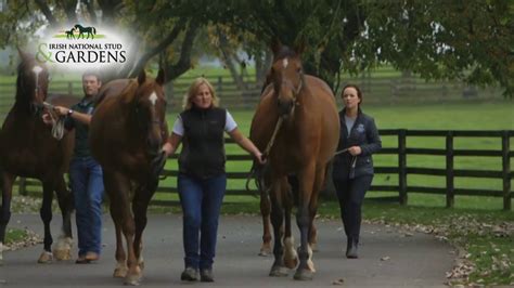 Discover The Irish National Stud And Gardens In Co Kildare Youtube