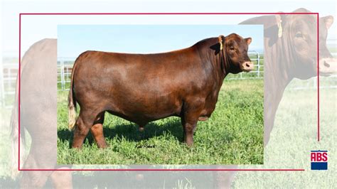 Five Red Angus Bulls You Should Know - ABS Global US