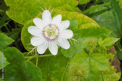 Beautiful Stinking Passionflower Passiflora Foetida White Flower