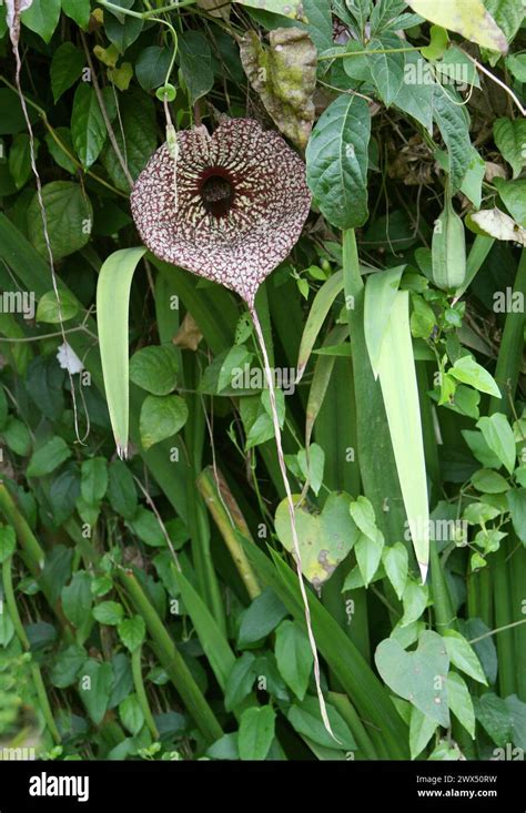 Calico Flower Aristolochia Littoralis Aristolochiaceae Costa Rica