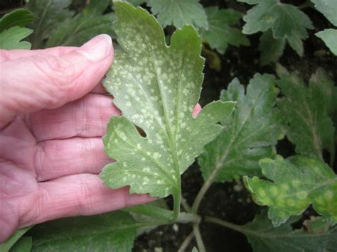 Chrysanthemum White Rust Good Management Prevents Major Losses