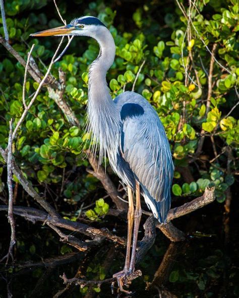 97 Cool Heron Species In Florida - insectza