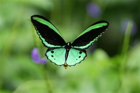 Ala De Ave De Cairns Ornithoptera Priamus Inaturalist Mexico