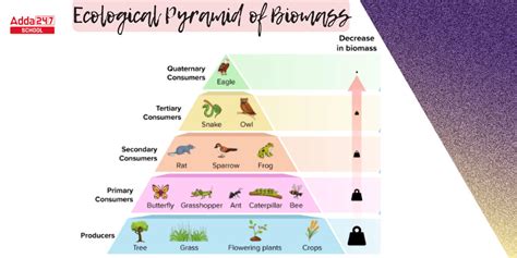 Ecological Pyramid