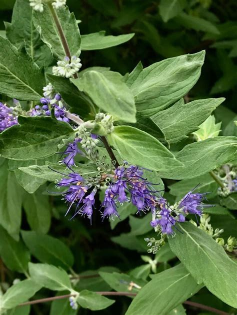 Caryopteris X Clandonensis ‘longwood Blue Bluebeard Fort Tryon Park Trust