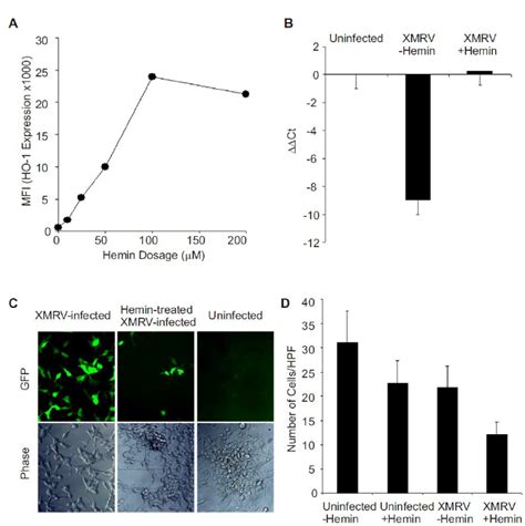 Ho Induction Inhibits Xmrv Infection Of Lncap Cells A Lncap Cells